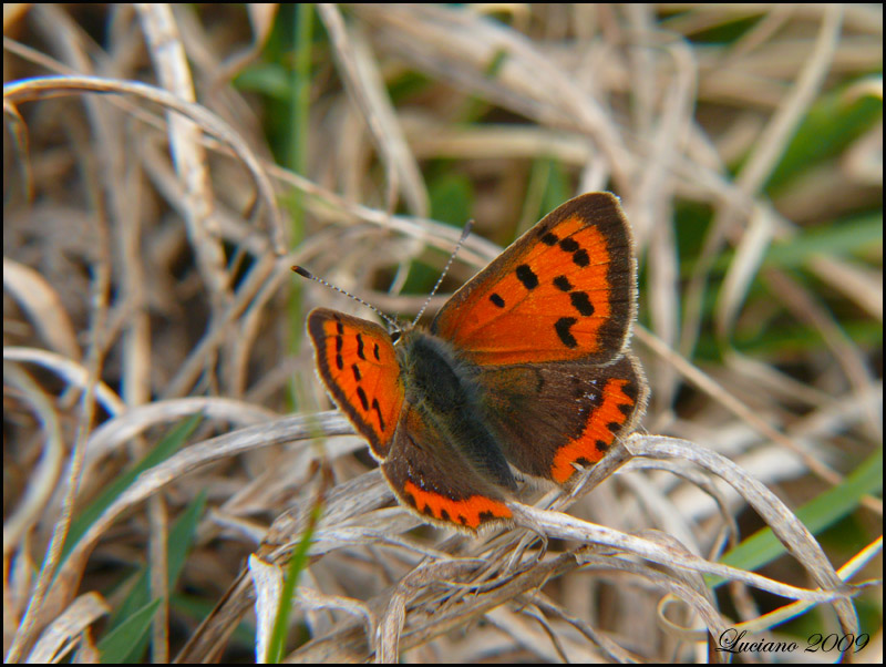 Lycaena phlaeas vero?